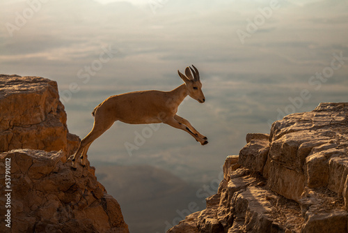 mountain goat on the rock