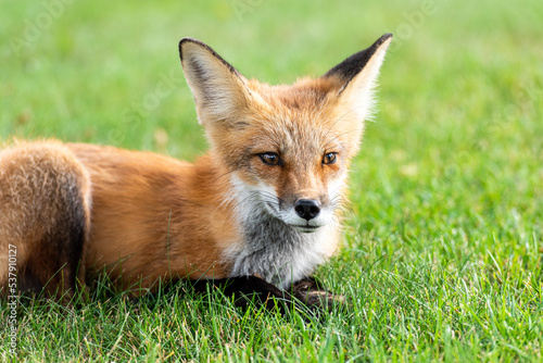 Cute red fox cub lies on green grass © George
