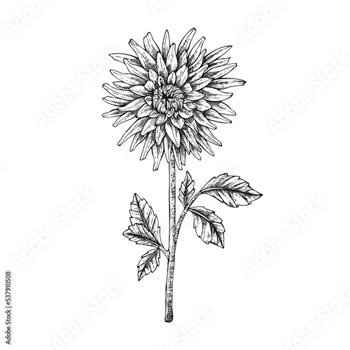 Hand drawn dahlia flower stem isolated on white background