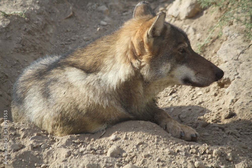 Fototapeta premium wolf