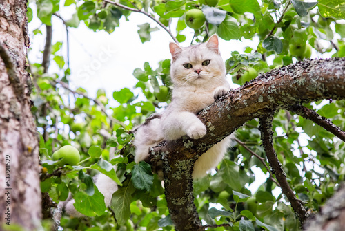 A beautiful white cat lies on a branch of an apple tree in the garden, green apples hang nearby photo