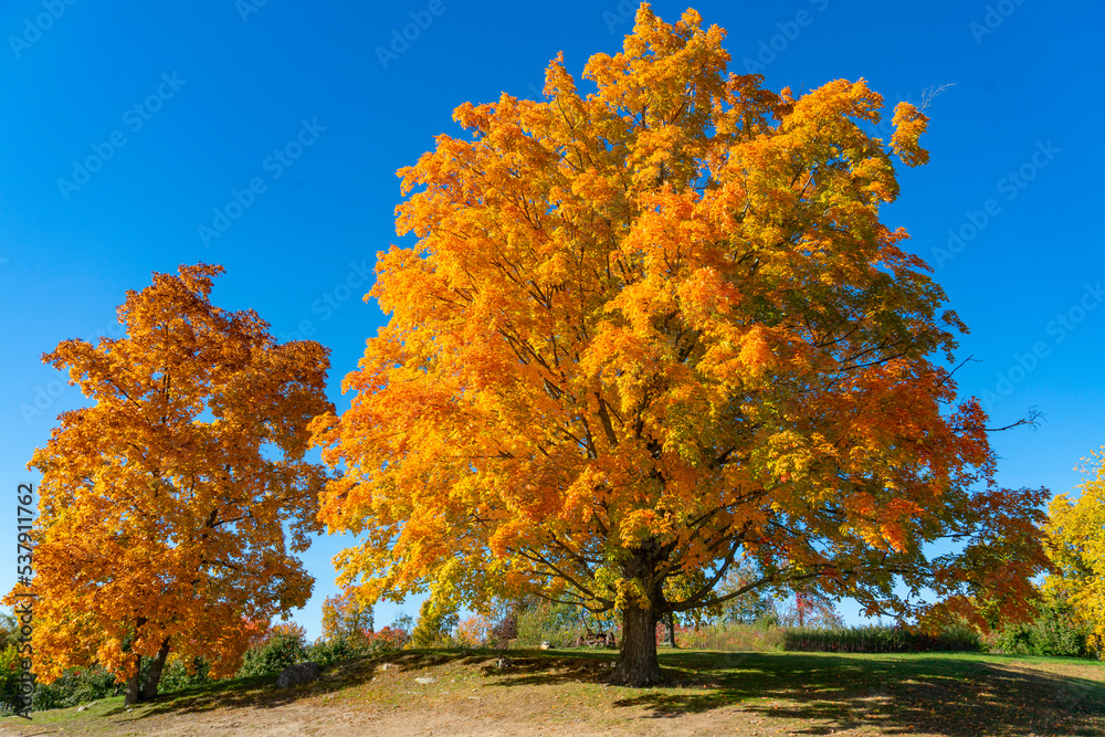 colorful autumn trees in sunny day colorful autumn trees in sunny day
