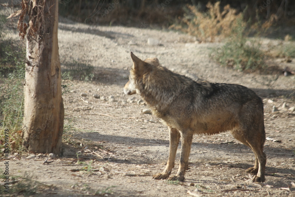 Fototapeta premium wolf