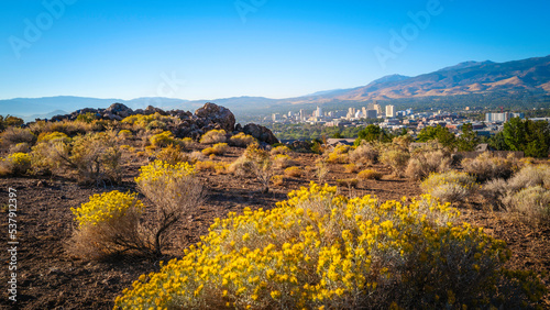 Εκτύπωση καμβά Reno autumn city skyline over Nuttall’s Rayless-Goldenrod flowers and red rock h
