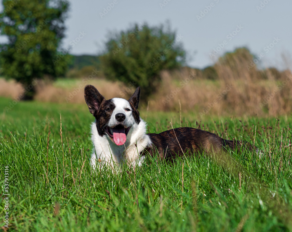 Corgi dog playing in a field of yellow sunflowers