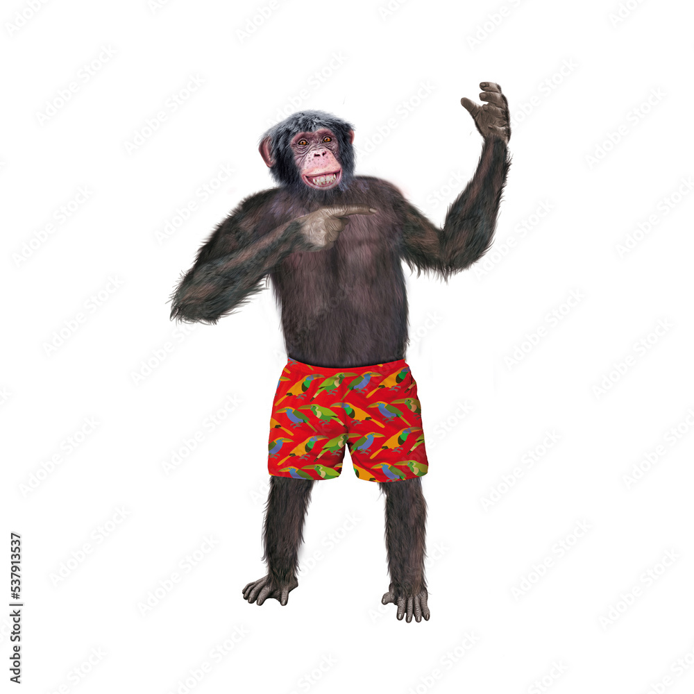 chimpanzé, attitude, mouvement, gesticule, tropique, en short rouge, habillé, debout, singe, expression, mammifère, jardin zoologique, illustration, animal, fourrure, bonobo, nature, sauvage, faune, d
