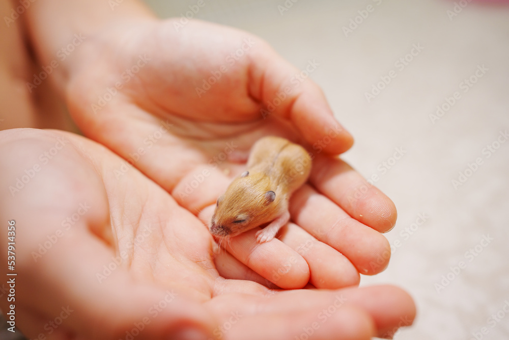 red baby hamster in the hands of a child. cute domestic rodents. red baby hamster in the hands of a child. cute domestic rodents.
