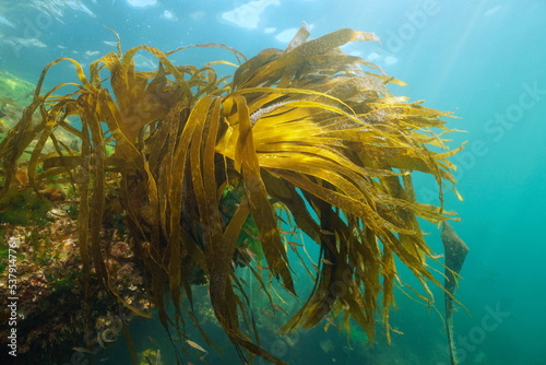Laminaria kelp brown algae foliage underwater in the ocean, Eastern Atlantic, Spain, Galicia