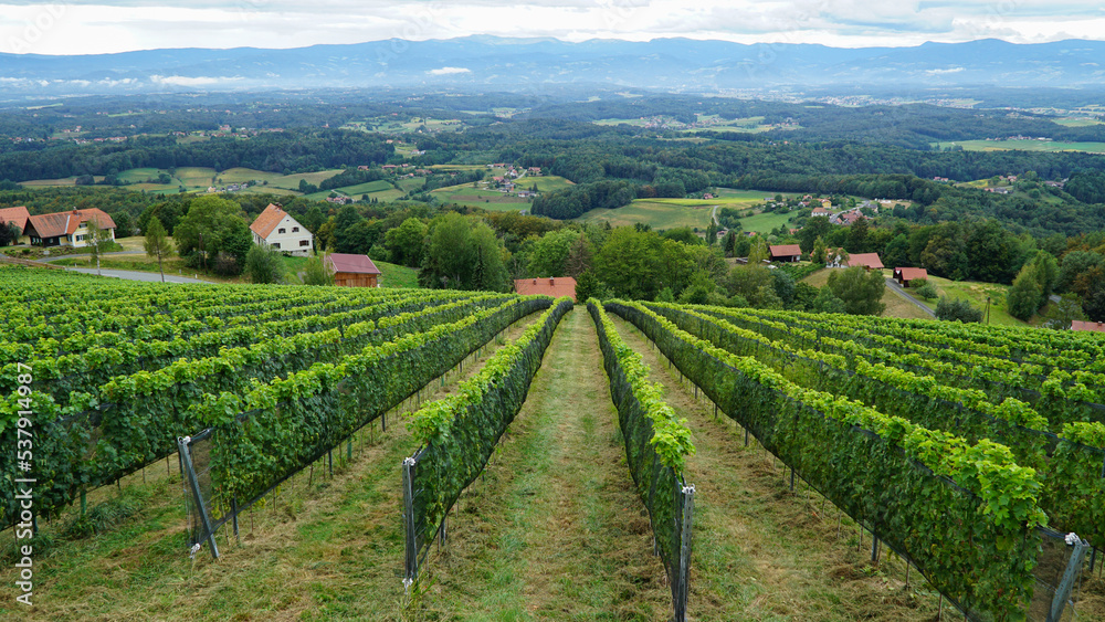 View from grape farm in Styria, Austria