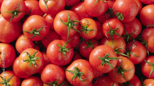 several wet tomatoes being wet