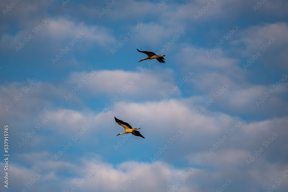 storks in flight