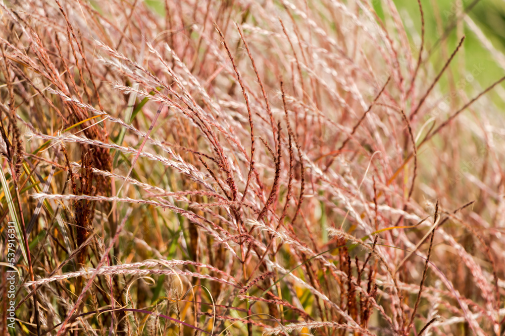 Fototapeta premium Natural autumn background. Abstract background of dried ornamental herbs