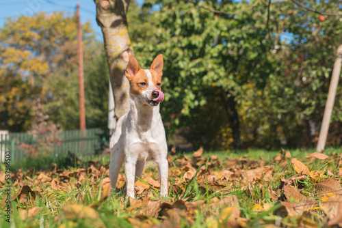 Mixed breed puppy of Jack Russell terrier staying on the grass with tongue out. Happy cut baby dog is waiting for playing game. Adopted from dog shelter. Crossbreed.