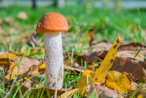 Leccinum albostipitatum or Aurantiacum. Red cap or orange cap mushroom. Fungus in nature in the meadow. Copy space for text.  photo