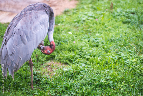 Grus Rubicunda also known as Australian crane or Brolga. On the meadow with copy space for text.  photo