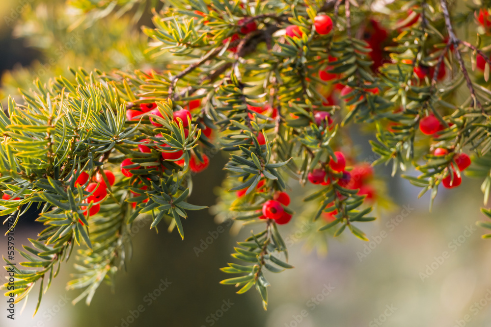 Natural autumn background. Green branches of a yew tree with red berries close-up on a bokeh background