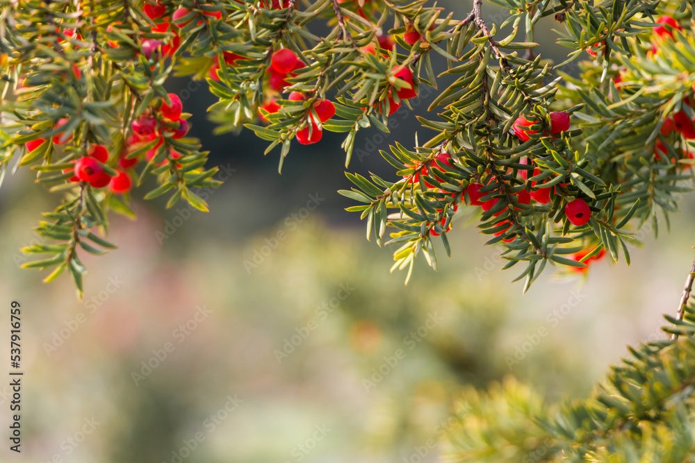 Natural autumn background. Green branches of a yew tree with red berries close-up on a bokeh background Natural autumn background. Green branches of a yew tree with red berries close-up on a bokeh background