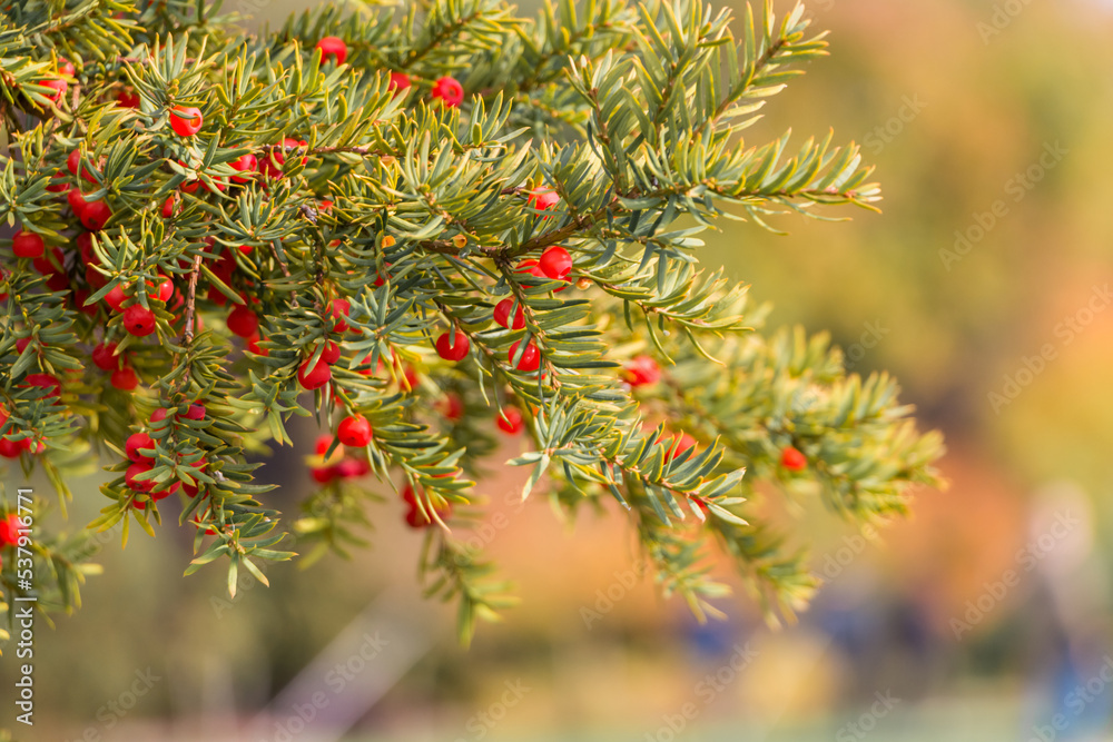 Natural autumn background. Green branches of a yew tree with red berries close-up on a bokeh background