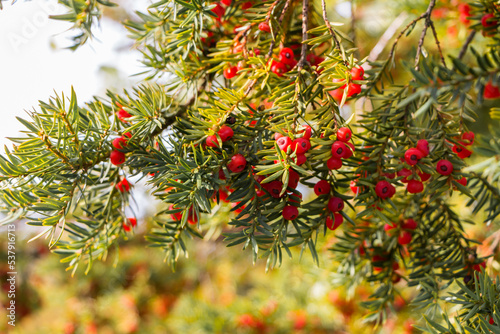 Natural autumn background. Green branches of a yew tree with red berries close-up on a bokeh background