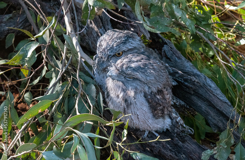 Tawny Frogmouth (Podargus Strigoides) photo