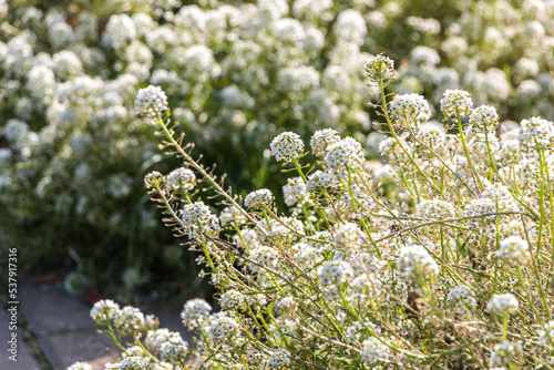 white lobularia flowers close-up. natural flower background	 photo