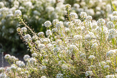 white lobularia flowers close-up. natural flower background  © Alesia