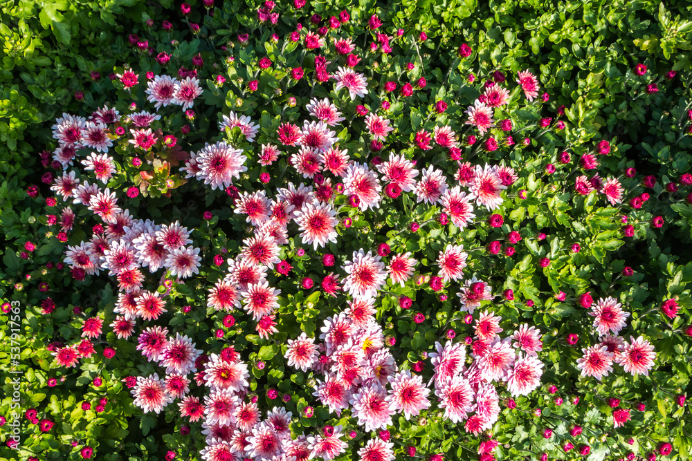 natural flower background. flowers of white and pink chrysanthemums close-up natural flower background. flowers of white and pink chrysanthemums close-up
