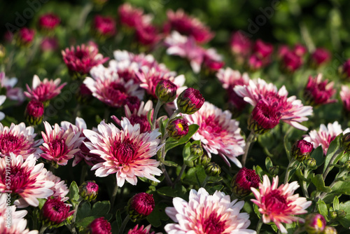 natural flower background. flowers of white and pink chrysanthemums close-up
