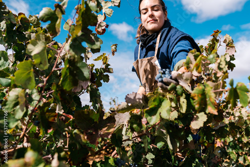 Female farmer touching grapevine during work