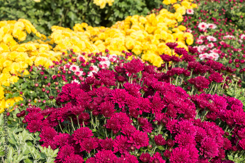 natural flower background. colorful chrysanthemums in the garden close-up