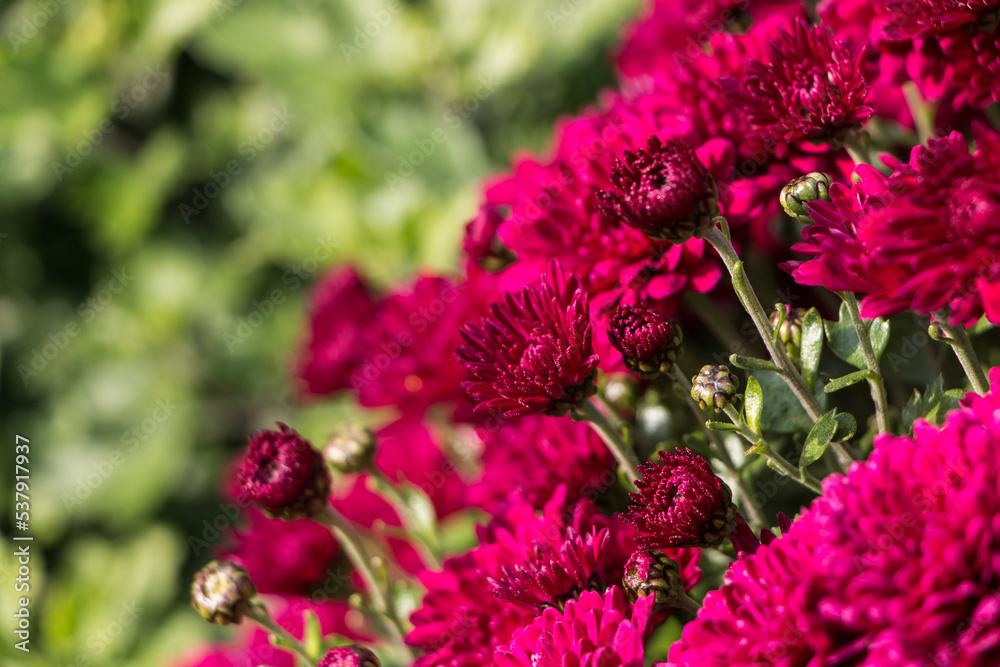 natural flower background. red chrysanthemum flowers close up natural flower background. red chrysanthemum flowers close up