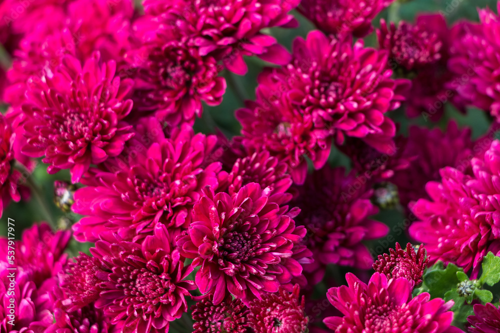 natural flower background. pink chrysanthemum flowers close up natural flower background. pink chrysanthemum flowers close up