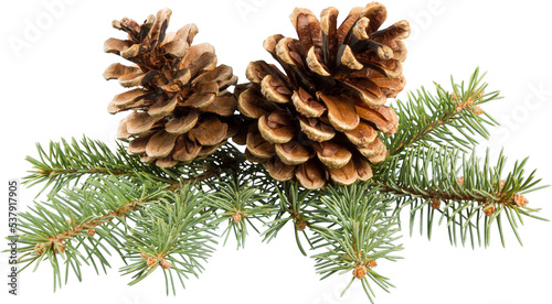 Two pine cones with branch on a white background.