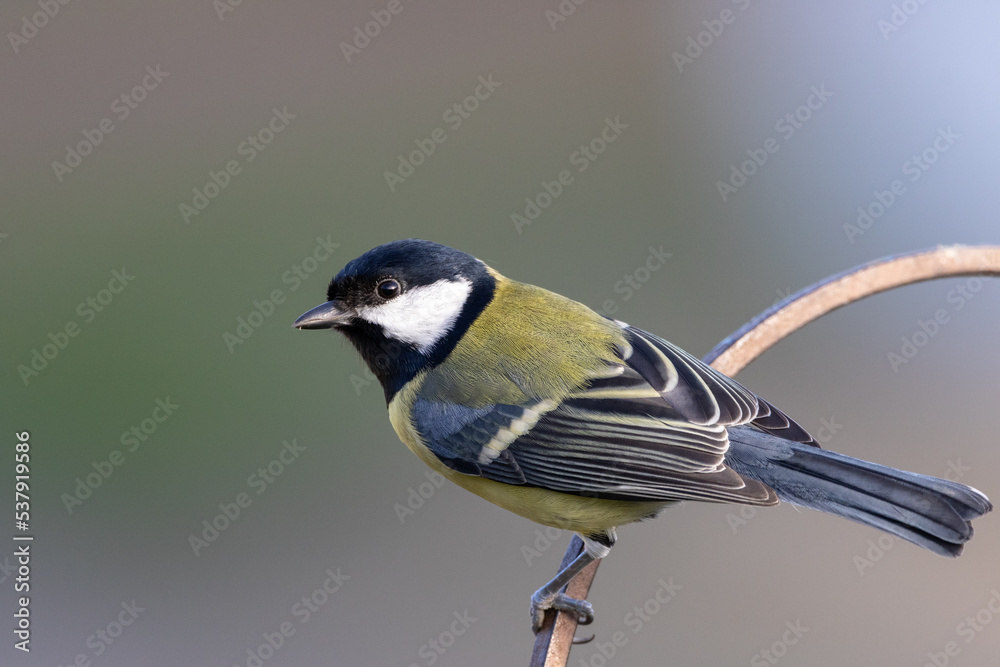 Naklejka premium Great tit perching.