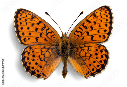 Orange and Black Butterfly