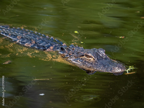small alligator swimming in a pond