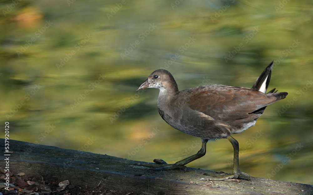 A common moorhen at the edge of a lake. 