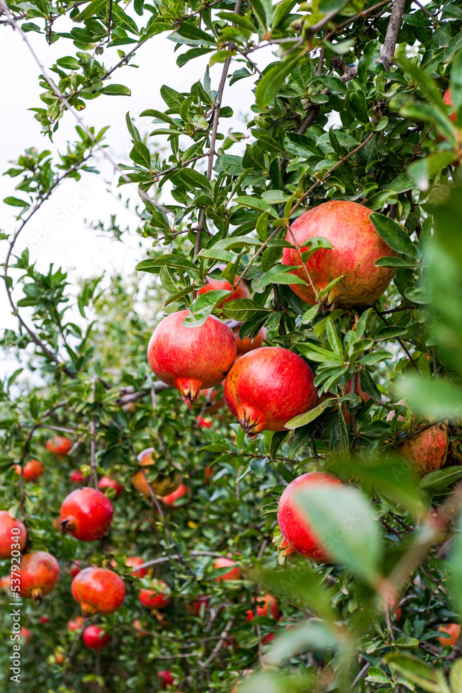 Red ripe pomegranates grow on pomegranate tree in the garden Red ripe pomegranates grow on pomegranate tree in the garden