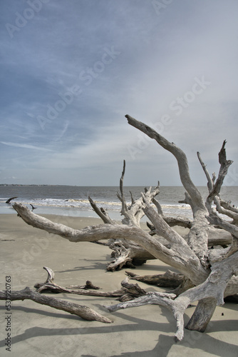 Driftwood Beach Jekyll island, Georgia USA