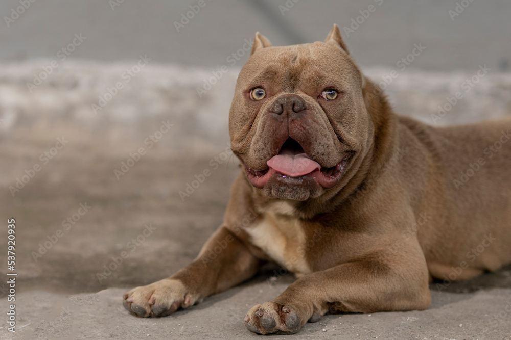American bully brown dog is lying on the floor