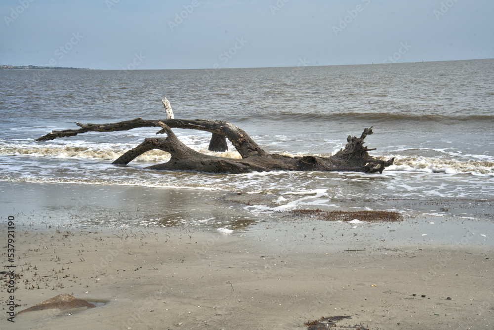 Fototapeta premium Driftwood Beach Jekyll island, Georgia USA