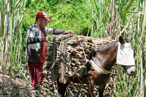 colombian peasant mule driver, tying a load of sugar cane with a lasso. mule loaded with freshly cut sugar cane ready to be taken to the sugar mill to be turned into panela.