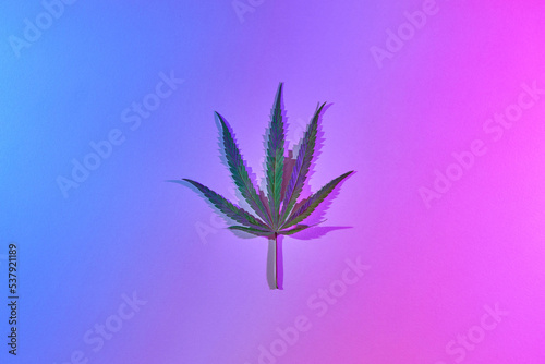 Green medicinal cannabis leaf on neon background.