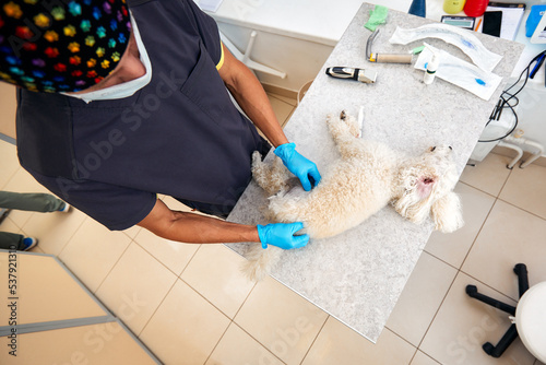 Fototapeta Naklejka Na Ścianę i Meble -  Veterinarian shaving a dog before treatment. doctor at the animal clinic with an anesthetized dog.