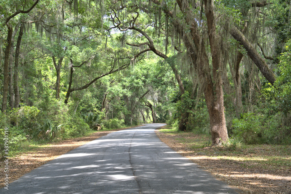 Fototapeta premium Lush green live oaks