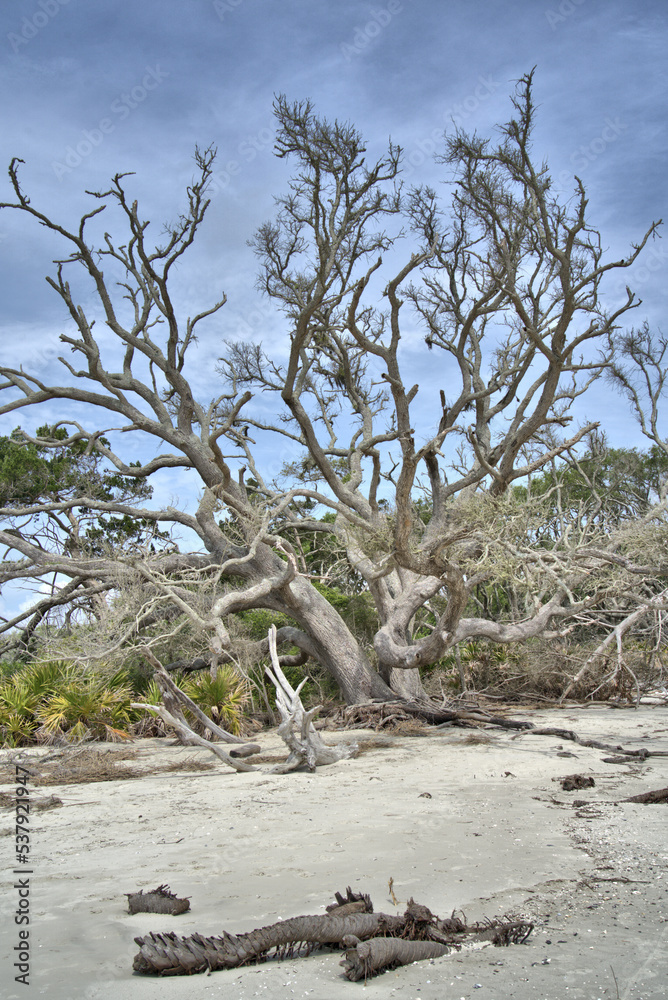 Driftwood Beach Jekyll island, Georgia USA