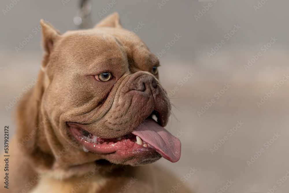 Close-up of the head of an American Bully dog
