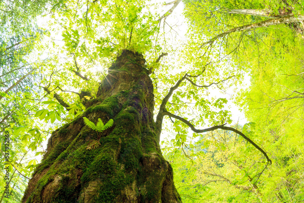 Fototapeta premium tree in the forest