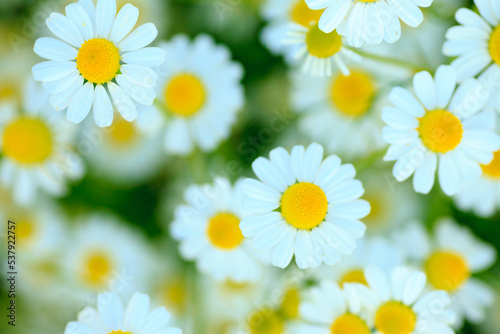 camomile