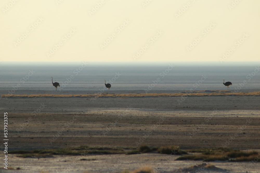 Dry Lake Ostriches